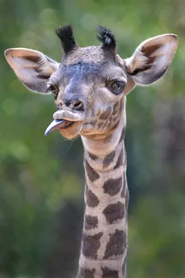 Тупой жираф - 76 фото