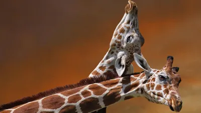 Обои для рабочего стола Жираф фото - Раздел обоев: Жирафы (Животные)
