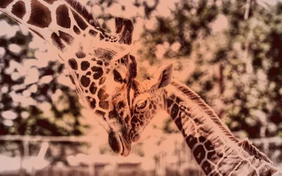 Картинки жирафы в дикой природе