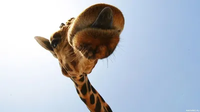 Морда жирафа с немного высунутым языком — Авы и картинки | Жираф, Животные,  Картинки
