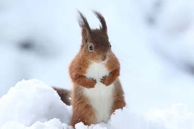 Картинки животные на снегу фотографии