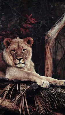Обои на телефон лев, хищник, лежит, царь зверей - скачать бесплатно в  высоком качестве из категории \"Животные\"
