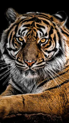 Картинки тигра на телефон - 77 фото