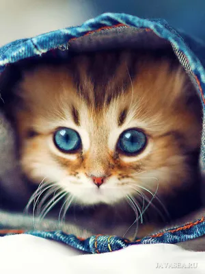 Кошки,коты,котята(самые милые и красивые на аву) | ВКонтакте