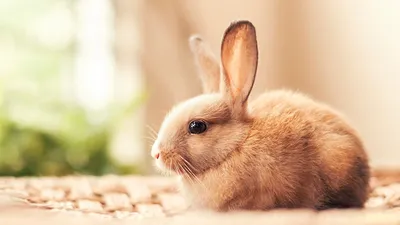 Картинки Кролики Красивые Животные 1366x768