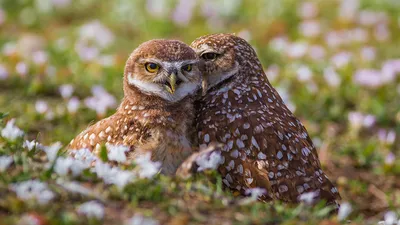 Обои для рабочего стола совы Burrowing owl вдвоем Животные 1366x768