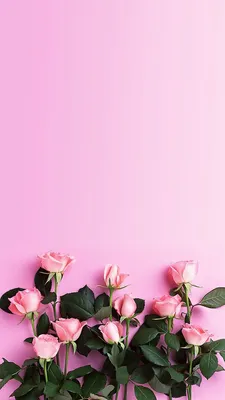 Скачать бесплатно розовый фон и обои - красивые заставки 21 фото