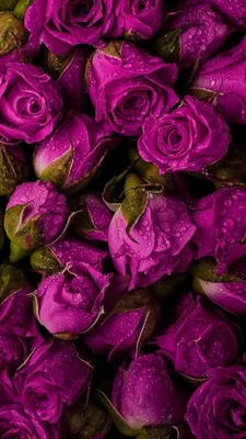 Pin de Татьяна Самуйлова en Обои для мобильных телефонов | Arte con flores,  Rosas púrpuras, Flor estética