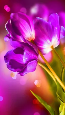 Красивые картинки обои на телефон цветы фотографии