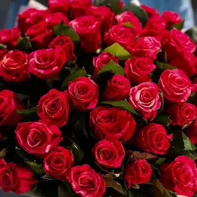 Обои на телефон айфон розы цветы | Цветочные фоны, Абстрактные рисунки, Розы