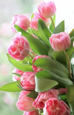 Обои на телефон — цветы, картинки с красивыми цветами | Zamanilka