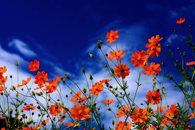 красивые обои телефон солнце цветок Фон Обои Изображение для бесплатной  загрузки - Pngtree