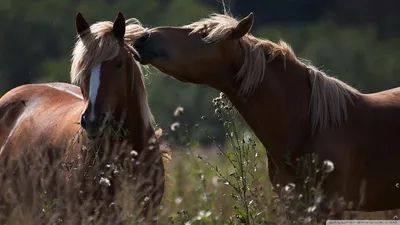 Красивые картинки с лошадьми на рабочий стол фотографии