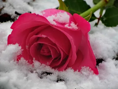 Красивые картинки цветов на снегу фотографии