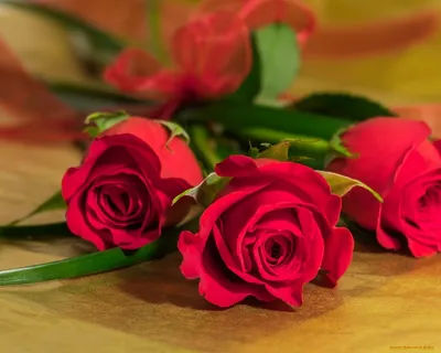 Красивые розы картинки на рабочий стол фотографии
