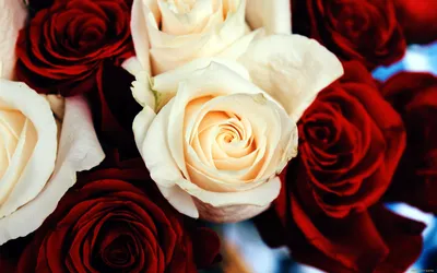 Красивая роза обои для рабочего стола, картинки и фото - RabStol.net