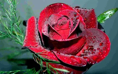 Красивые розы на заставку - 71 фото