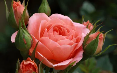 Обои для рабочего стола День всех влюблённых сердца красивая Розы