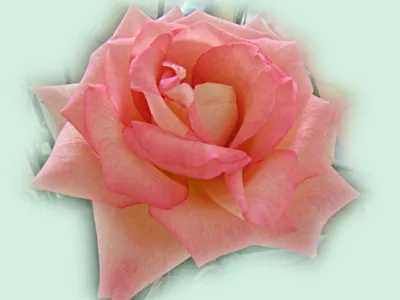 Красивые розы обои на телефон [41+ изображений]