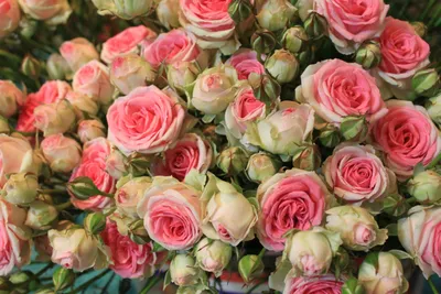 Красивые Розы - Обои для рабочего стола