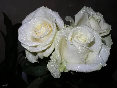 Букет красивых роза цветочном ряду - обои на рабочий стол