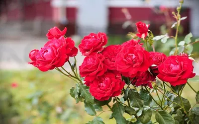 Розы для фона рабочего стола
