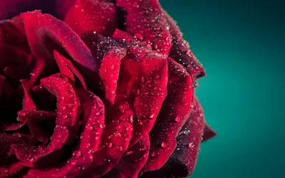 Фото нежные розовые розы - обои на рабочий стол
