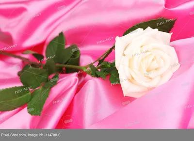 Красивые розы на заставку - 82 фото