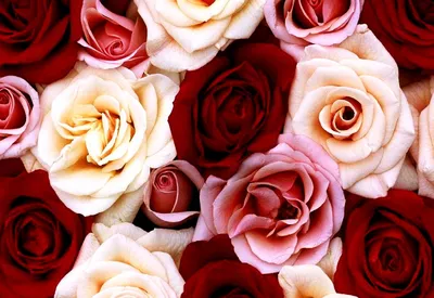 Красивая роза на розовой ткани :: Стоковая фотография :: Pixel-Shot Studio
