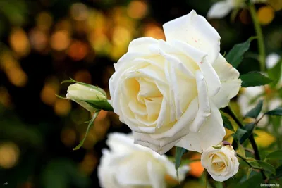 Цветы, Садовые Розы, Роза: обои на рабочий стол | Скачать ТОП Бесплатно обои