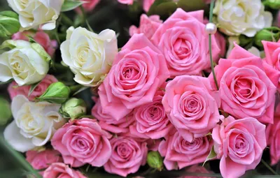 Картинки на рабочий стол цветы розы красивые (70 фото) » Картинки и статусы  про окружающий мир вокруг