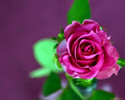 Обои Цветы Розы, обои для рабочего стола, фотографии цветы, розы, листья,  розовая, роза, ракурс Обои для рабоче… | Розы, Фотография цветов, Обои для рабочего  стола