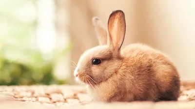 Картинки Кролики Красивые Животные 1920x1080