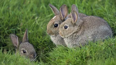 Обои трава, уши, кролики, три, глаза картинки на рабочий стол, фото скачать  бесплатно