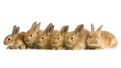 Картинки Кролики Много Животные 2560x1440
