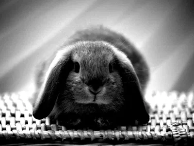 Черный кролик картинки - 60 фото