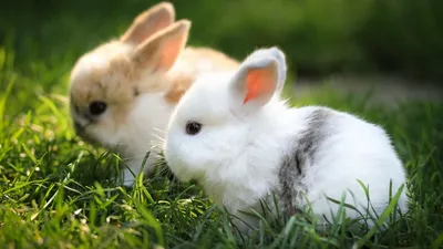Обои кролики, пара, трава, мех, красивые картинки на рабочий стол, фото  скачать бесплатно