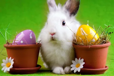 Пасхальные яйца, кролик, подарок, милый кролик, украшения, украшения для  детской комнаты, рабочий стол – лучшие товары в онлайн-магазине Джум Гик