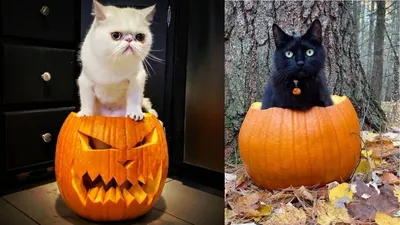 Halloween pumpkin | Рисунки, Милые рисунки, Хэллоуин