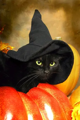 Милые котята в шляпках на Хеллоуин» — создано в Шедевруме