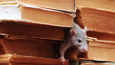 Обзор и сравнение топовых игровых мышей: дорого и эргономично | Игровые  мыши | Обзоры | Клуб DNS