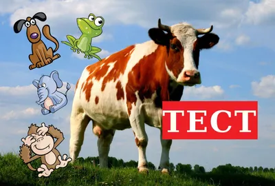 Тест для смышлености: найдите корову на картинке, и проверьте своё  остроумие | ВКонтакте
