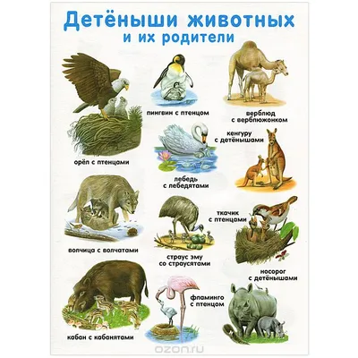 Найди и покажи. В мире животных - купить книгу Найди и покажи. В мире  животных в Минске — Издательство CLEVER на OZ.by