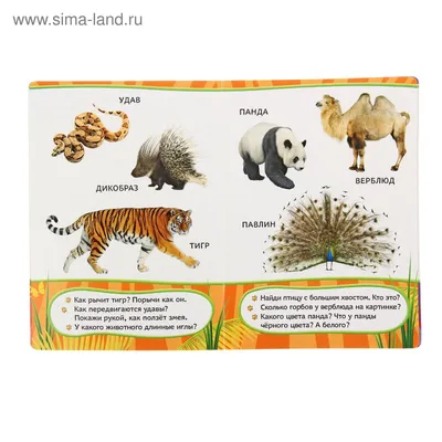 Ответы Mail.ru: лицо человека из животных найти верблюда, кто знает ответ?
