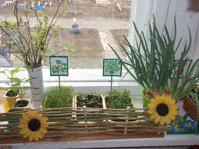 Огород на окне. Оформление своими руками - 3 Апреля 2019 - Детский сад №39