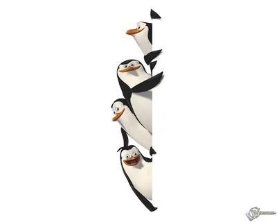 Мадагаскар, Пингвины, Пингвин Мадагаскар, Пингвины, животные, домашнее  животное, компьютер обои png | Klipartz