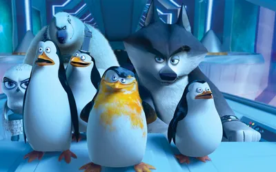 Скачать Мультфильмы, Пингвины из Мадагаскара, обои, картинки full hd на рабочий  стол - 57464