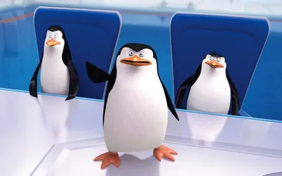 Пингвин, пинг фэн, презентация, птица, обои для рабочего стола png | PNGWing