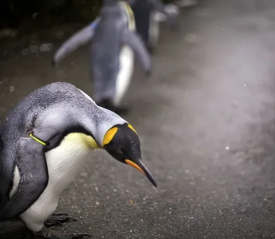 Пингвины из Мадагаскара обои 1280x1024.