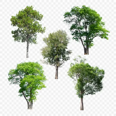 изолированные деревья на прозрачном фоне PNG , дерево, Изолированные, фон  PNG картинки и пнг PSD рисунок для бесплатной загрузки
